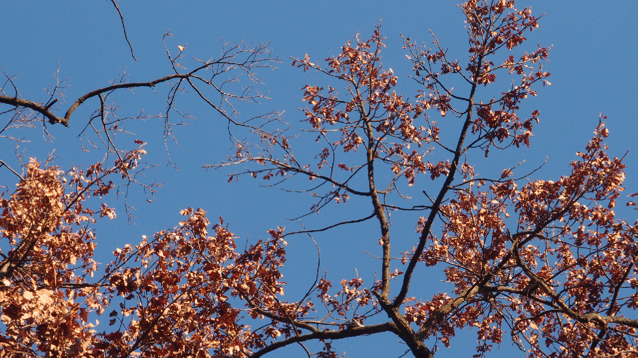 2020-12-26 Kühlgeträt (On/Off) (Remix John Cage - Empty Words IV)